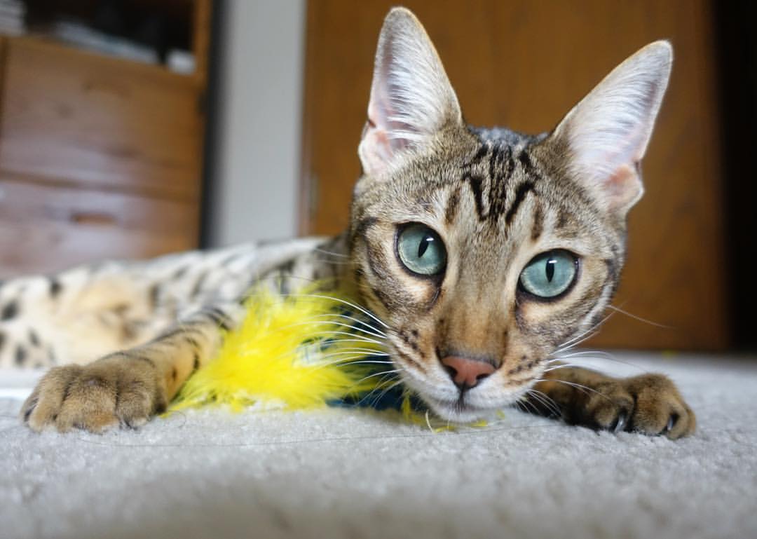 KPL选手全明星投票开启粉丝积极参与，全明星投票lpl