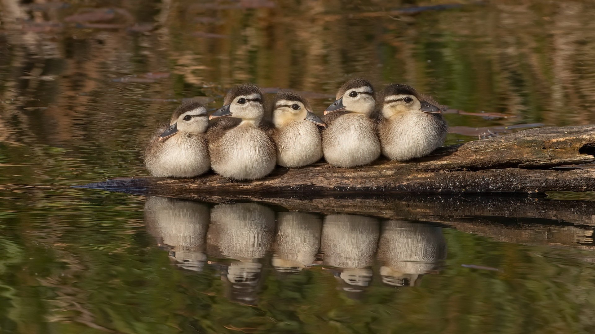 “飞盘竞技：三叉湖田径场成全球飞盘高手的竞技场”