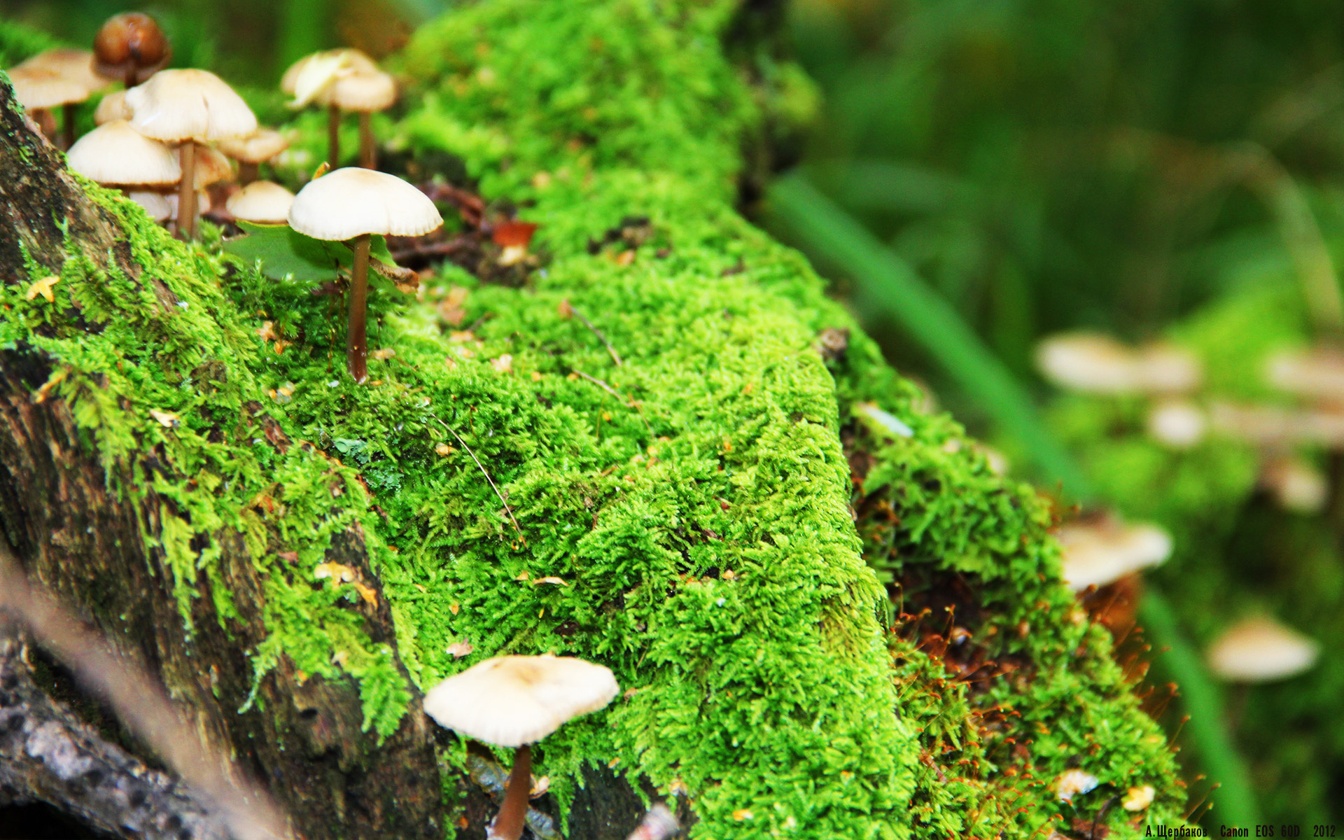 爱游戏体育官方网站-突尼斯希望中场调度乏力，传控受限