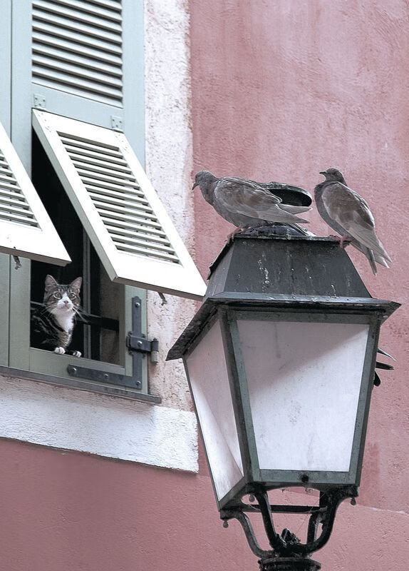 森林狼助教在训练中亲自示范战术跑位，森林狼训练营